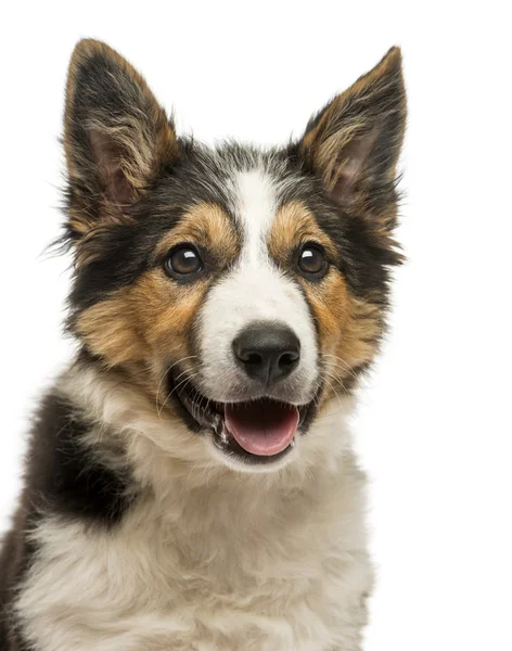 Close-up of a Border collie panting, isolated on white — Stock Photo, Image
