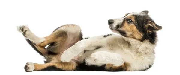 Side view of a Border collie lying on its back, submissive, isol — Stock Photo, Image