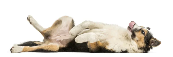 Sidovy av en border collie liggande på sin rygg, undergiven, isol — Stockfoto