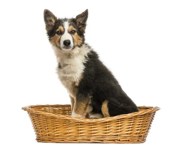 Vista laterale di un collie di confine seduto in un cesto di vimini, isolare — Foto Stock