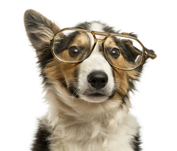 Close-up of a Border collie with old fashioned glasses, isolated — Stock Photo, Image