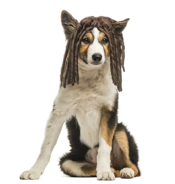 Border collie sitting with a rasta wig, isolated on white — Stock Photo, Image