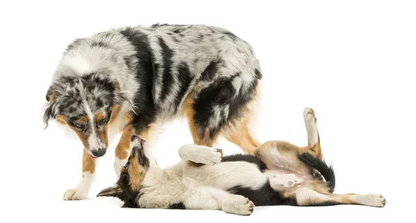 Kant kolgruvan och australian shepherd spela tillsammans, isolerade — Stockfoto