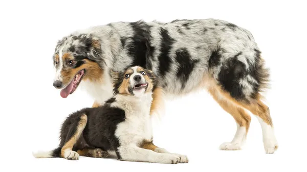 Border collie and Australian Shepherd playing together, isolated — Stock Photo, Image