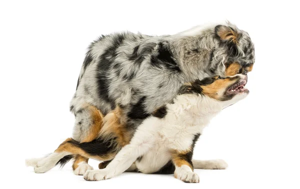 Border ποιμενικού σκύλου και Αυστραλός βοσκός που παίζουν μαζί, απομονωμένο — Φωτογραφία Αρχείου
