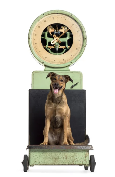 計量スケール、isol の上に座って雑種犬の正面図 — ストック写真