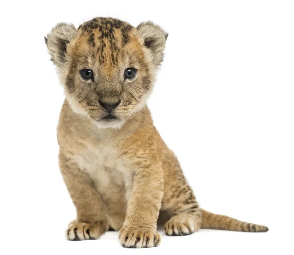 Lion cub sitting, looking at the camera, 16 days old, isolated o — Stock Photo, Image