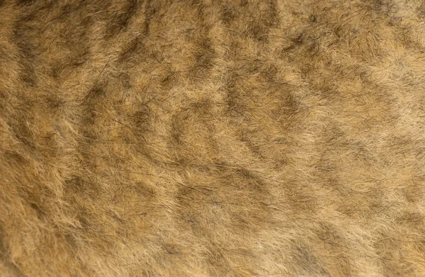 Macro de pele de um filhote de leão, 16 dias de idade — Fotografia de Stock