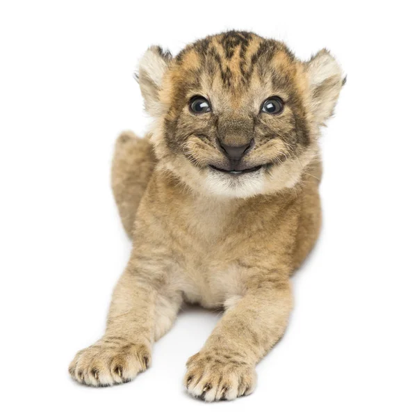 Front view of a happy Lion cub lying, 16 days old, isolated on w — Stock Photo, Image