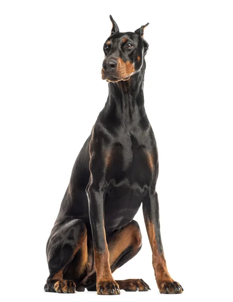 Doberman Pinscher sentado, mirando hacia otro lado, aislado en blanco — Foto de Stock