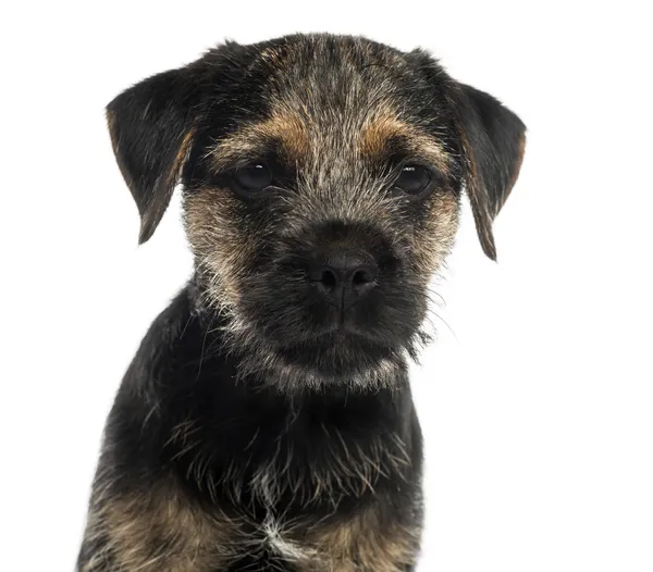 Close-up de um cachorro Border Terrier, olhando para a câmera, isola — Fotografia de Stock