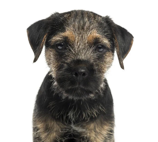 Close-up of a Border Terrier puppy, looking at the camera, isola — Stock Photo, Image