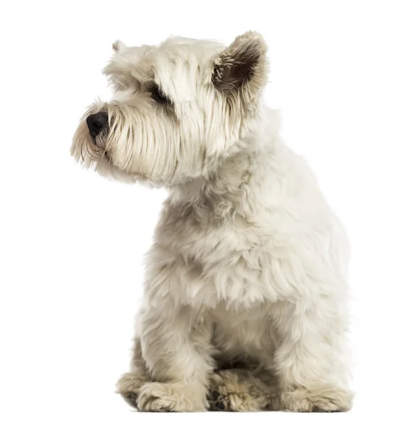 West highland white terrier, daleko, patrząc na białym tle — Zdjęcie stockowe