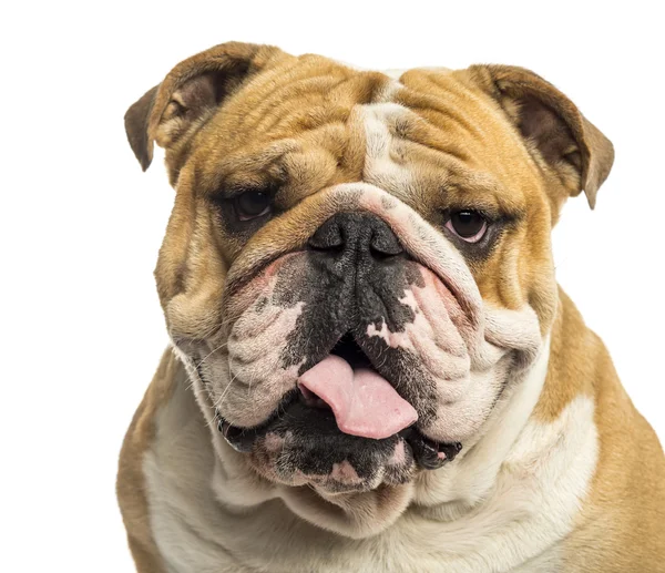 Gros plan d'un Bulldog anglais haletant, isolé sur blanc — Photo