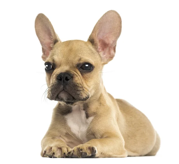 Chiot bouledogue français couché, isolé sur blanc — Photo