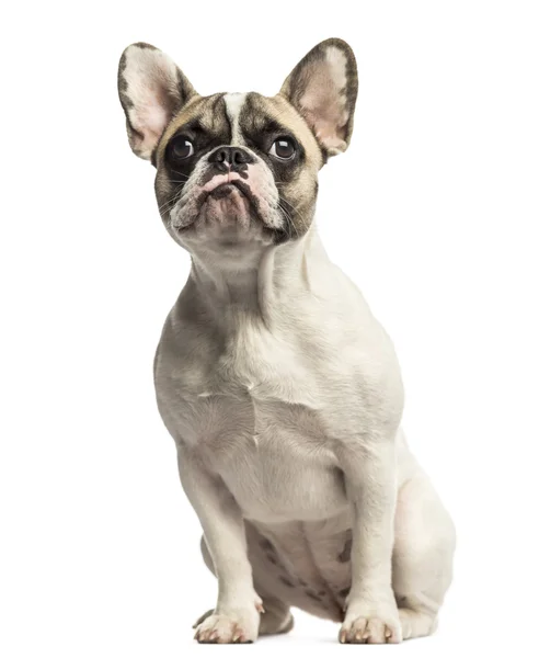 Bulldog francese seduto, guardando in alto, isolato su bianco — Foto Stock