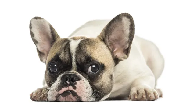 Franse bulldog geconfronteerd, liegen, geïsoleerd op wit — Stockfoto