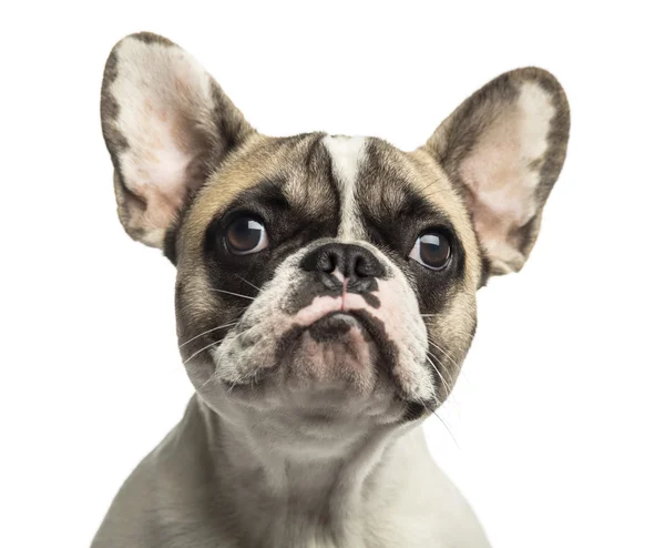 Close-up van een Franse bulldog, geïsoleerd op wit — Stockfoto