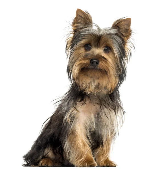 Yorkshire terrier siedzący, patrząc na kamery, na białym tle na wh — Zdjęcie stockowe