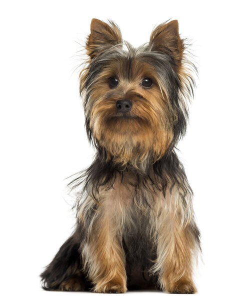 Yorkshire terrier sitting, isolated on white