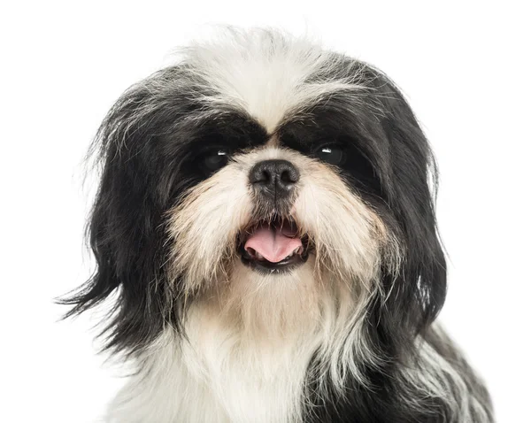 Close-up of a Shi tzu panting, looking at the camera, isolated o — Stock Photo, Image