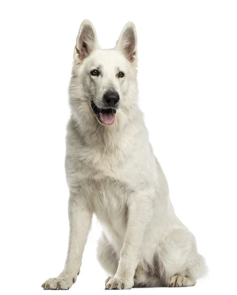 Branco Swiss Shepherd Dog sentado, ofegante, isolado em branco — Fotografia de Stock