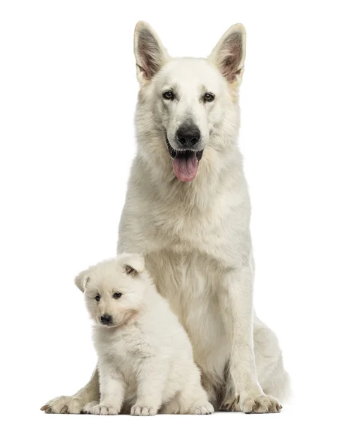 Branco suíço pastor mãe com filhote de cachorro, isolado no branco — Fotografia de Stock