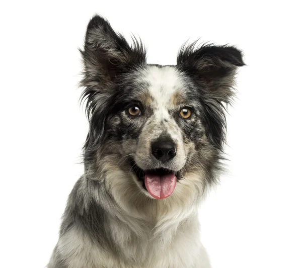 Närbild av en border collie flämtande, isolerade på vit — Stockfoto