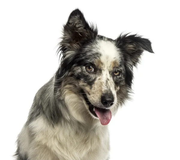 Κοντινό πλάνο του μια σύνορα ποιμενικού σκύλου, λαχάνιασμα, με προκλητική ματιά, isol — Φωτογραφία Αρχείου