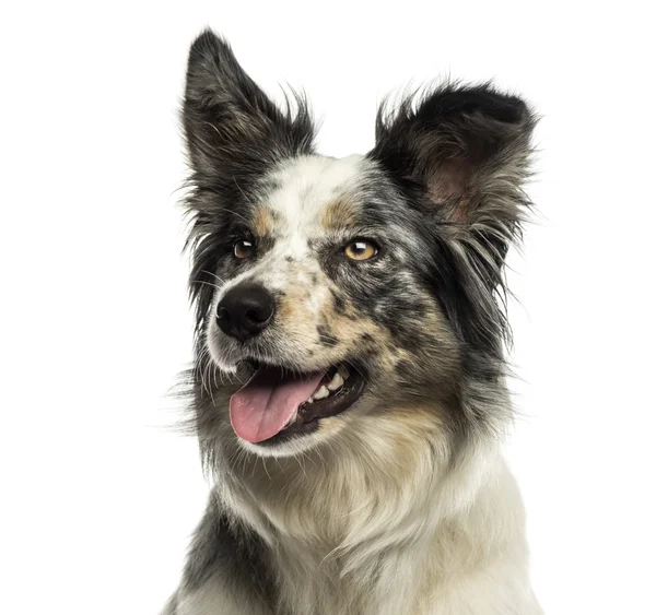 Primer plano de un collie fronterizo jadeando, mirando hacia otro lado, aislado en w — Foto de Stock