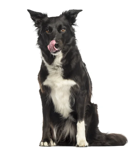 Bordercollie likken, zittend, geïsoleerd op wit — Stockfoto