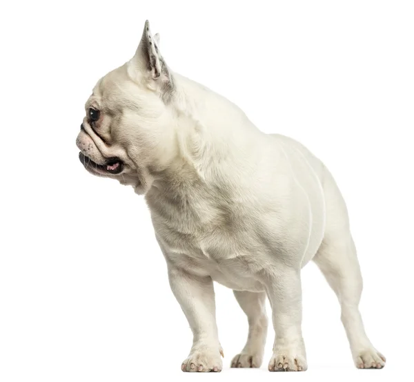 French bulldog standing, looking away, isolated on white — Stock Photo, Image