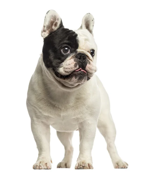 Bulldog francese in piedi, distogliendo lo sguardo, isolato su bianco — Foto Stock