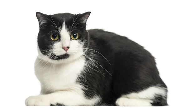 Side view of European cat lying, looking at the camera, isolated — Stock Photo, Image