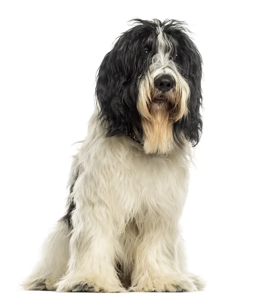 Holandês Sheepdog sentado, isolado em branco — Fotografia de Stock