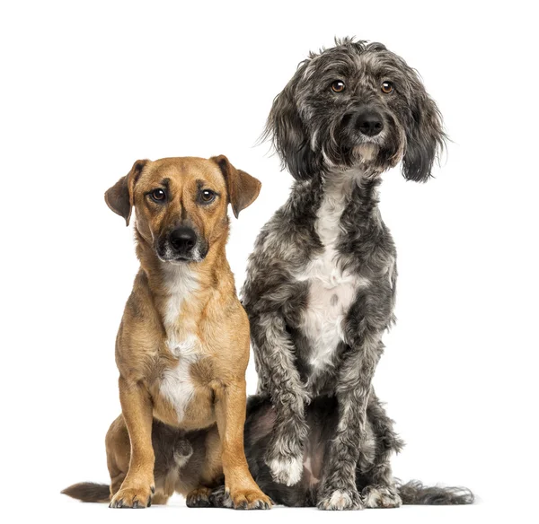 布列塔尼伯瑞犬杂交狗和杰克罗素围坐在一起, — 图库照片