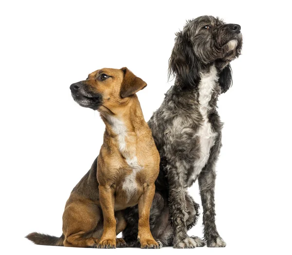 Brittany Briard crossbreed dog and jack russel sitting together, — Stock Photo, Image