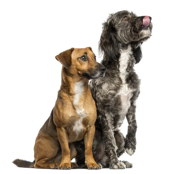 Βρετάνη briard διασταυρώσουν σκυλί και Τζακ Ράσελ κάθονται μαζί, — Φωτογραφία Αρχείου