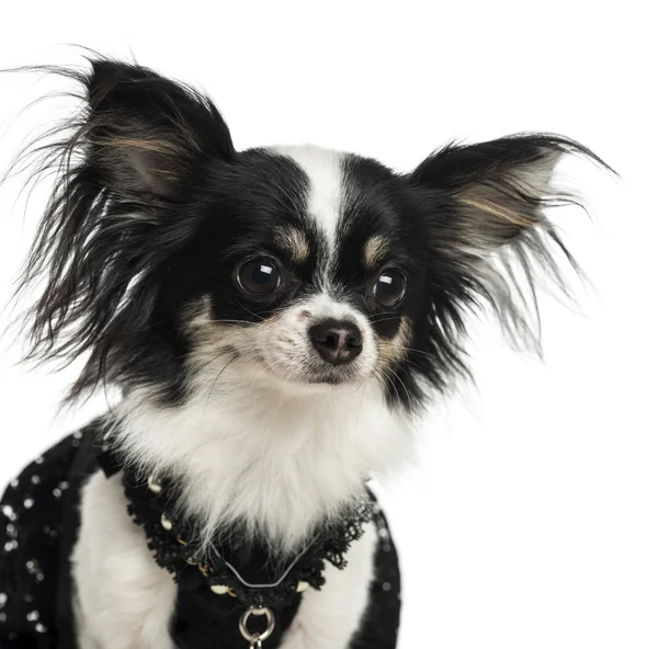 Close-up van een aangeklede chihuahua, geïsoleerd op wit — Stockfoto