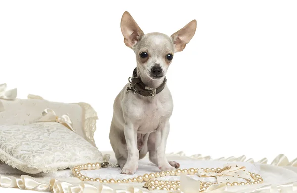 Chihuahua usando um colarinho sentado, isolado em branco — Fotografia de Stock