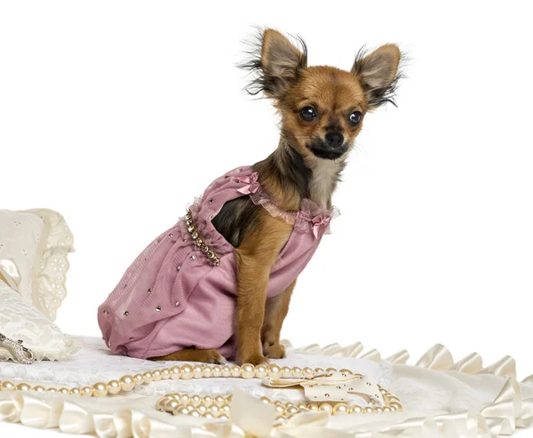 Gekleed-up chihuahua zitten op een tapijt, geïsoleerd op wit — Stockfoto