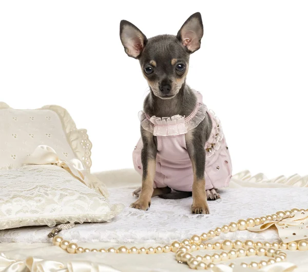 Gekleideter Chihuahua auf einem Teppich sitzend, isoliert auf weiß — Stockfoto