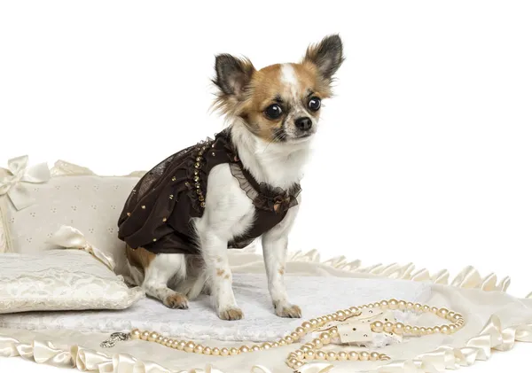 Vestido-up Chihuahua sentado em um tapete, isolado em branco — Fotografia de Stock