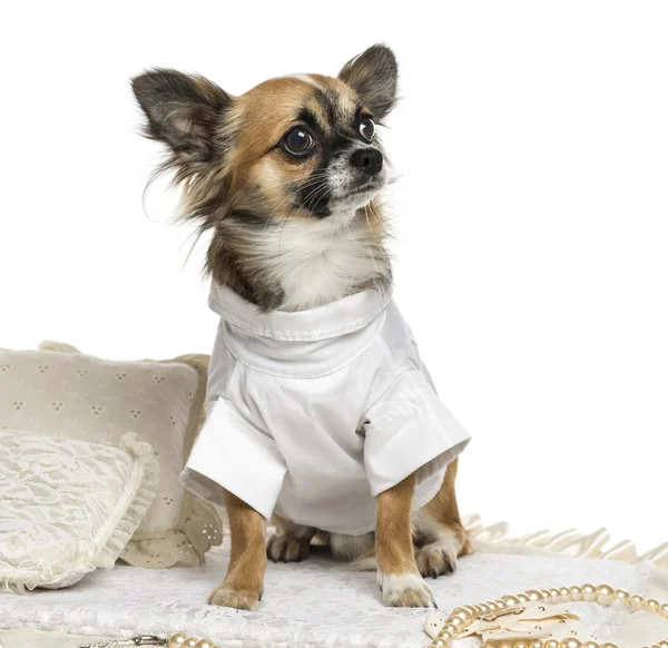 Vestido-up Chihuahua sentado em um tapete, isolado em branco — Fotografia de Stock