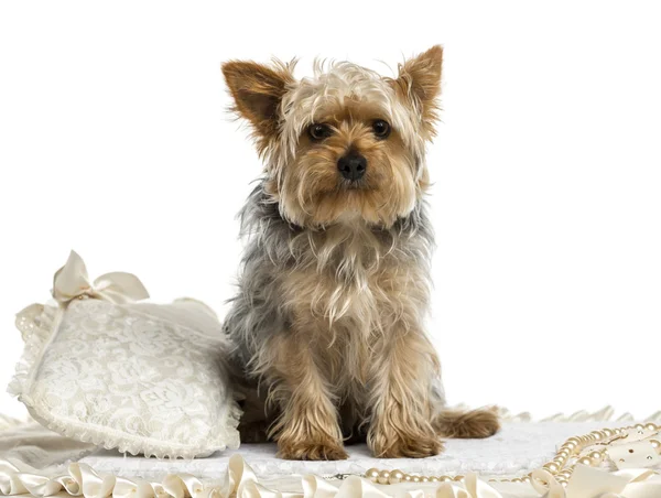 Yorkshire terrier sitzt auf einem teppich, isoliert auf weiß — Stockfoto