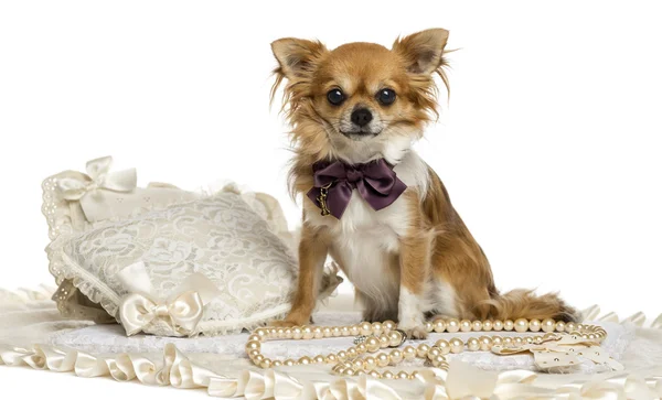 Chihuahua bär en fluga sitter, tittar på kameran, isol — Stockfoto