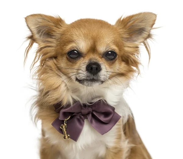 Nahaufnahme eines Chihuahua mit Fliege, isoliert auf weiß — Stockfoto