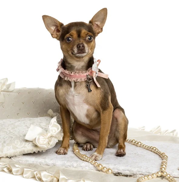 Chihuahua bär en båge krage, sitter på en matta, isolerad på — Stockfoto