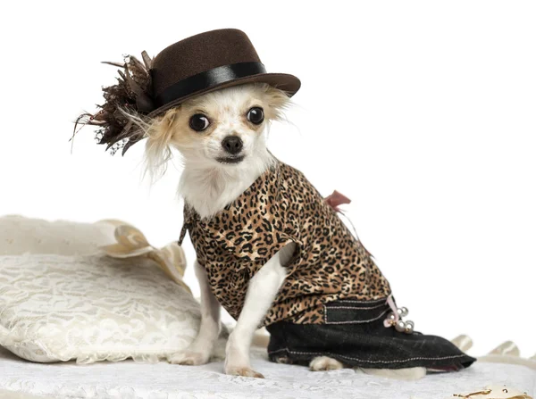 Chihuahua vestida sentada sobre una alfombra, aislada de blanco — Foto de Stock