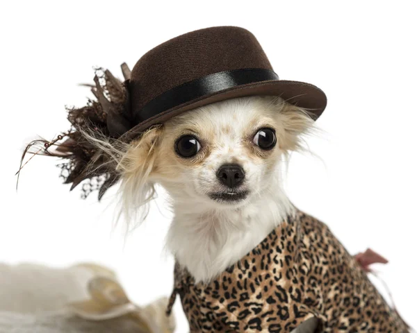 Primo piano di un Chihuahua che indossa un cappello, isolato su bianco — Foto Stock
